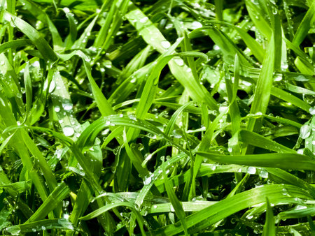 Fresh green grass with water drops close-up. Ross in the spring.の写真素材