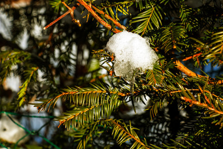 Close-up of Yew Taxus baccata Fastigiata Aurea, English yew, European yew covered with white fluffy snow.の写真素材