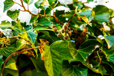 Ivy near the Augustiner brewery Salzburg in winter. Hedera leaves in January.の写真素材