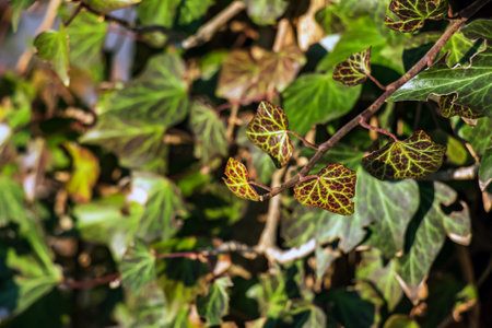Ivy near the Augustiner brewery Salzburg in winter. Hedera leaves in January.の写真素材