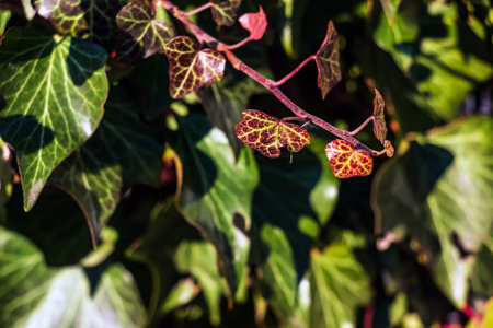 Ivy near the Augustiner brewery Salzburg in winter. Hedera leaves in January.の写真素材