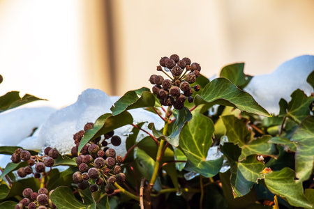 Ivy near the Augustiner brewery Salzburg in winter. Hedera leaves in January.の写真素材