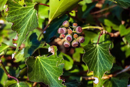 Ivy near the Augustiner brewery Salzburg in winter. Hedera leaves in January.の写真素材