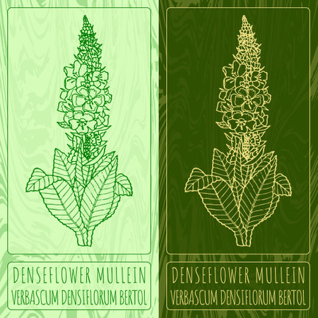 Vector drawings DENSEFLOWER MULLEIN. Hand drawn illustration. Latin name VERBASCUM DENSIFLORUM BERTOL.のイラスト素材