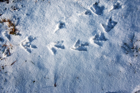 Footprints in the snow. Swan tracks on clean snow in the Alps.