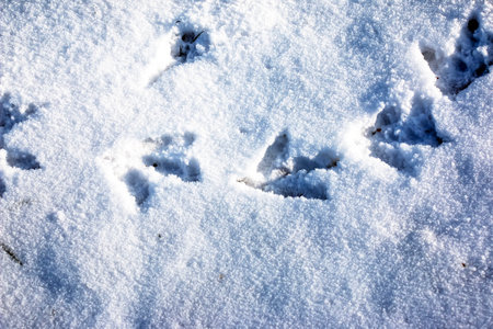 Footprints in the snow. Swan tracks on clean snow in the Alps.の写真素材