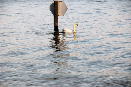 A white mute swan swims on the Austrian lake Traunsee in January.の写真素材