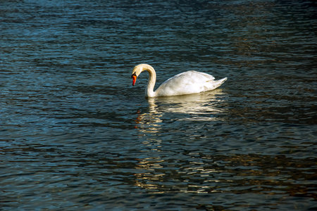 A white mute swan swims on the Austrian lake Traunsee in January.の写真素材