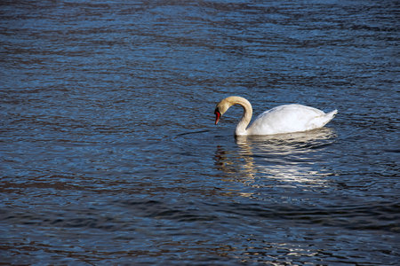 A white mute swan swims on the Austrian lake Traunsee in January.の写真素材