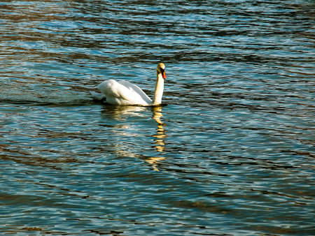 A white mute swan swims on the Austrian lake Traunsee in January.の写真素材