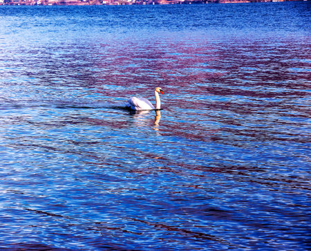 A white mute swan swims on the Austrian lake Traunsee in January.の写真素材