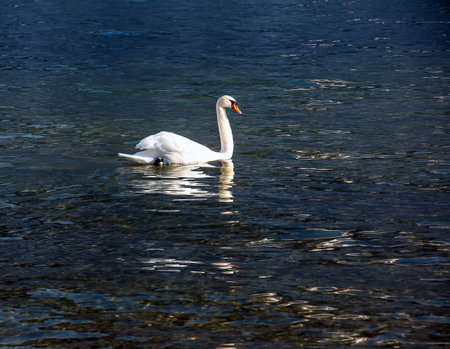 A white mute swan swims on the Austrian lake Traunsee in January.の写真素材