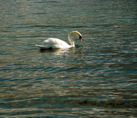 A white mute swan swims on the Austrian lake Traunsee in January.の写真素材