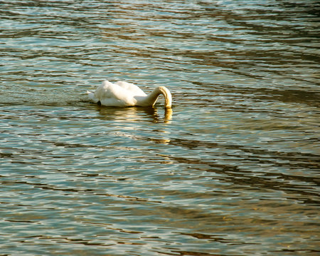 A white mute swan swims on the Austrian lake Traunsee in January.の写真素材