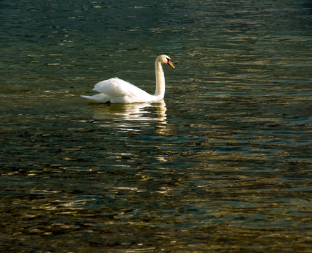 A white mute swan swims on the Austrian lake Traunsee in January.の写真素材
