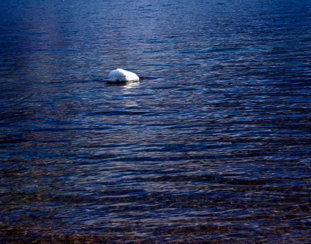 A white mute swan swims on the Austrian lake Traunsee in January.の写真素材