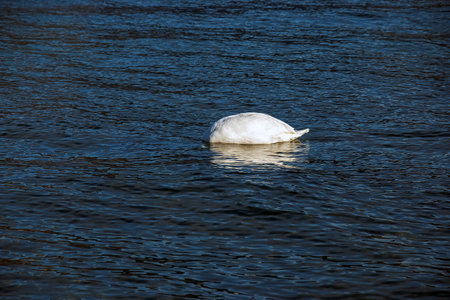A white mute swan swims on the Austrian lake Traunsee in January.の写真素材