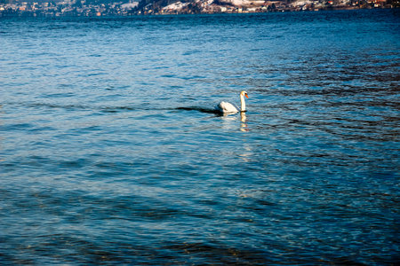 A white mute swan swims on the Austrian lake Traunsee in January.の写真素材