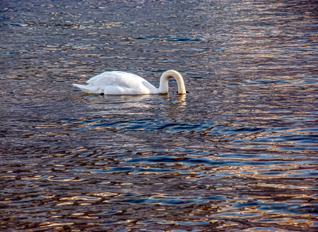 A white mute swan swims on the Austrian lake Traunsee in January.の写真素材
