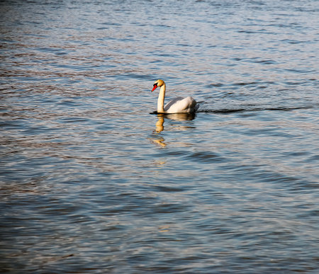 A white mute swan swims on the Austrian lake Traunsee in January.の写真素材