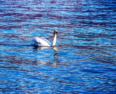 A white mute swan swims on the Austrian lake Traunsee in January.の写真素材