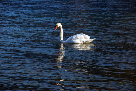 A white mute swan swims on the Austrian lake Traunsee in January.の写真素材