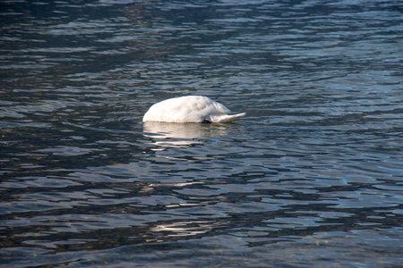 A white mute swan swims on the Austrian lake Traunsee in January.の写真素材