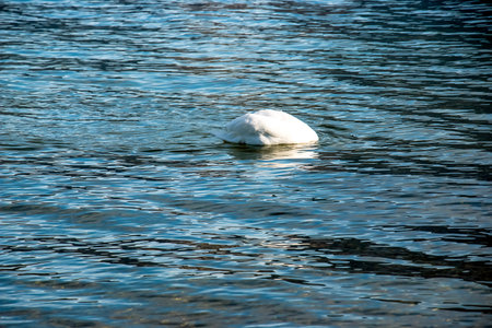 A white mute swan swims on the Austrian lake Traunsee in January.の写真素材