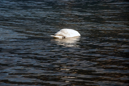 A white mute swan swims on the Austrian lake Traunsee in January.の写真素材