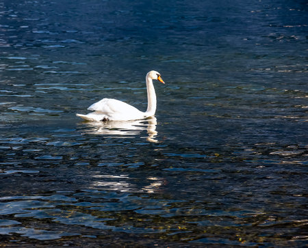 A white mute swan swims on the Austrian lake Traunsee in January.の写真素材