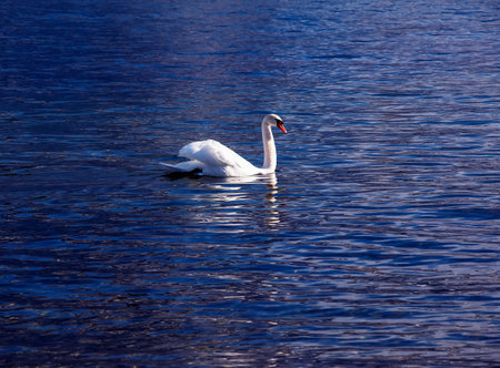 A white mute swan swims on the Austrian lake Traunsee in January.の写真素材