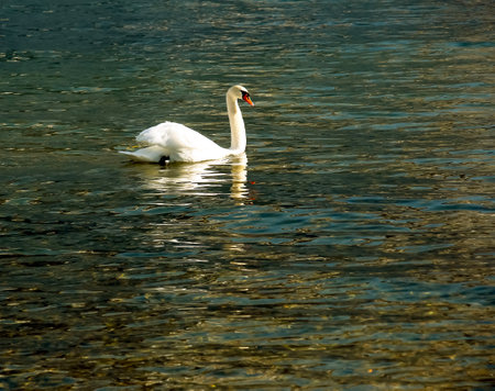 A white mute swan swims on the Austrian lake Traunsee in January.の写真素材