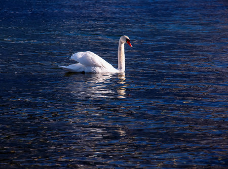A white mute swan swims on the Austrian lake Traunsee in January.の写真素材
