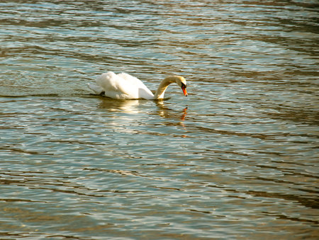 A white mute swan swims on the Austrian lake Traunsee in January.の写真素材