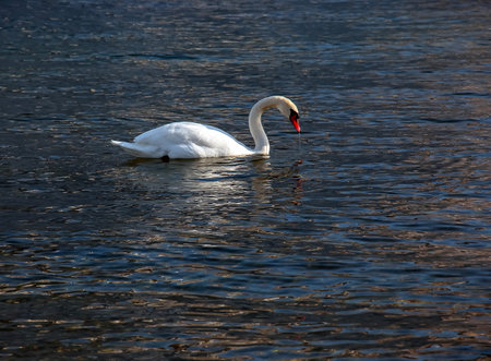A white mute swan swims on the Austrian lake Traunsee in January.の写真素材