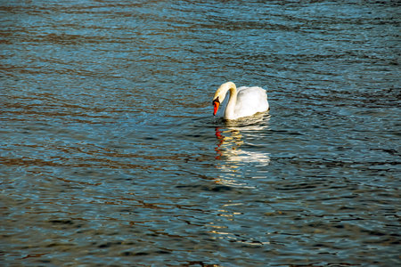 A white mute swan swims on the Austrian lake Traunsee in January.の写真素材