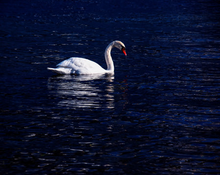 A white mute swan swims on the Austrian lake Traunsee in January.の写真素材