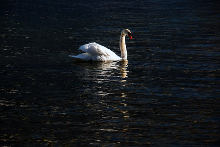 A white mute swan swims on the Austrian lake Traunsee in January.の写真素材