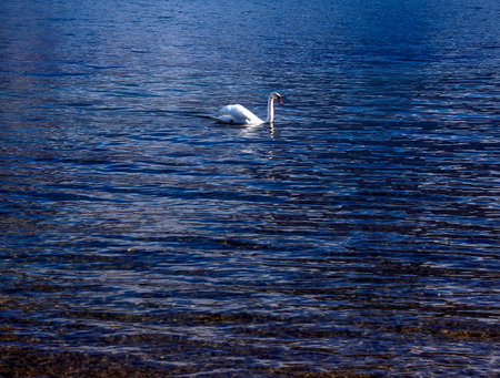 A white mute swan swims on the Austrian lake Traunsee in January.の写真素材