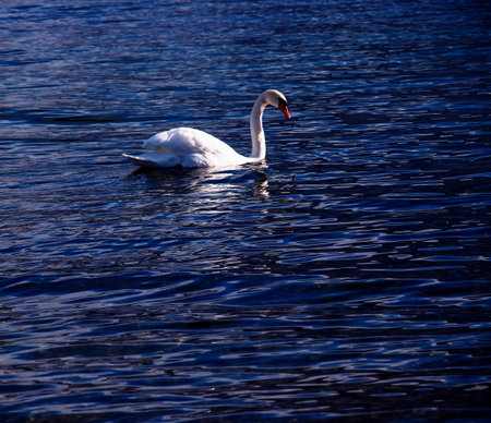 A white mute swan swims on the Austrian lake Traunsee in January.の写真素材