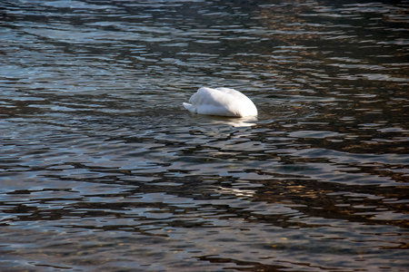 A white mute swan swims on the Austrian lake Traunsee in January.の写真素材