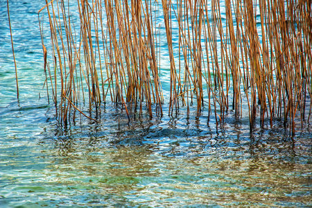Yellowed reed plants on the banks of a Lake Traunsee. Sunny day. Winter.の写真素材