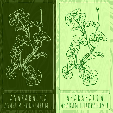 Vector drawings ASARABACCA. Hand drawn illustration. Latin name ASARUM EUROPAEUM L.のイラスト素材
