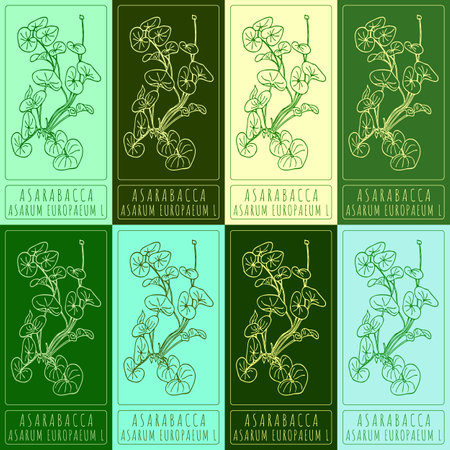 Set of vector drawings of ASARABACCA in different colors. Hand drawn illustration. Latin name ASARUM EUROPAEUM L.のイラスト素材