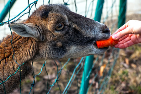 Close-up of hand feeding sheep. Mouflons on the territory of the Agricultural University of Nitra in Slovakia.の写真素材