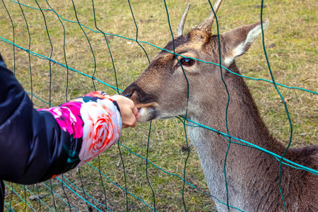 Close-up of hand feeding sheep. Mouflons on the territory of the Agricultural University of Nitra in Slovakia.の写真素材