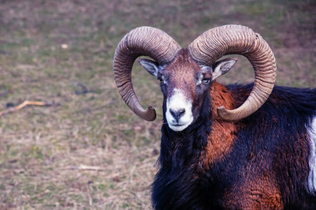 European mouflon Ovis orientalis in the nursery of the Agricultural University in Nitra, Slovakia.