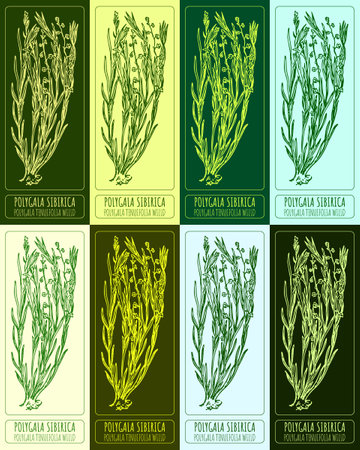 Set of vector drawings of POLYGALA SIBIRICA in different colors. Hand drawn illustration. Latin name POLYGALA TENUIFOLIA WILLD.のイラスト素材