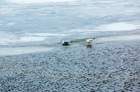 Seagulls or Larus on the ice of a river on a bright sunny winter day.