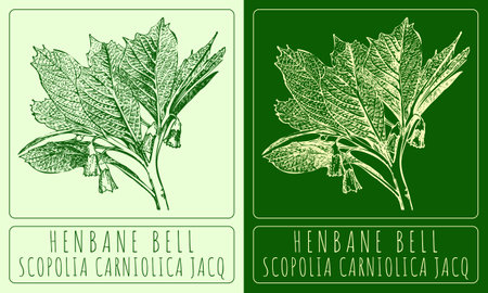 Vector drawings HENBANE BELL. Hand drawn illustration. Latin name SCOPOLIA CARNIOLICA JACQ.のイラスト素材